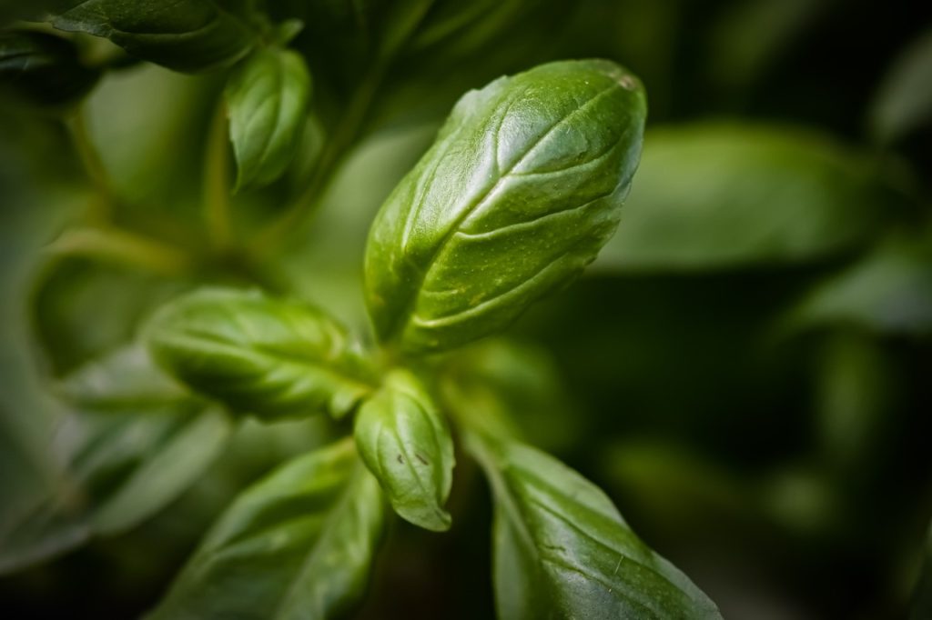 Basil Herbs Plant Leaves Greenery  - Alexas_Fotos / Pixabay