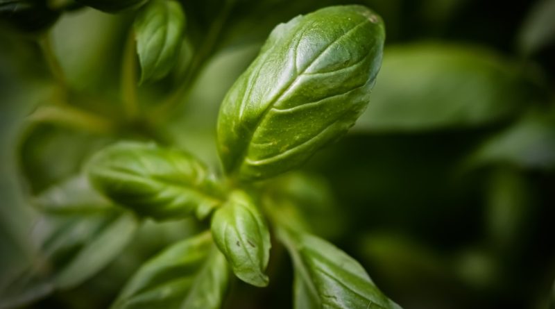 Basil Herbs Plant Leaves Greenery  - Alexas_Fotos / Pixabay