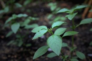 Nature Plant Leaves Foliage  - senjakelabu29 / Pixabay