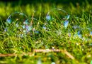 Bubbles Soap Grass Garden Shiny  - mvphotoct / Pixabay