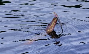 Pike Fish Marine Species  - arki1960 / Pixabay