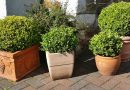 boxwood, buxus, book