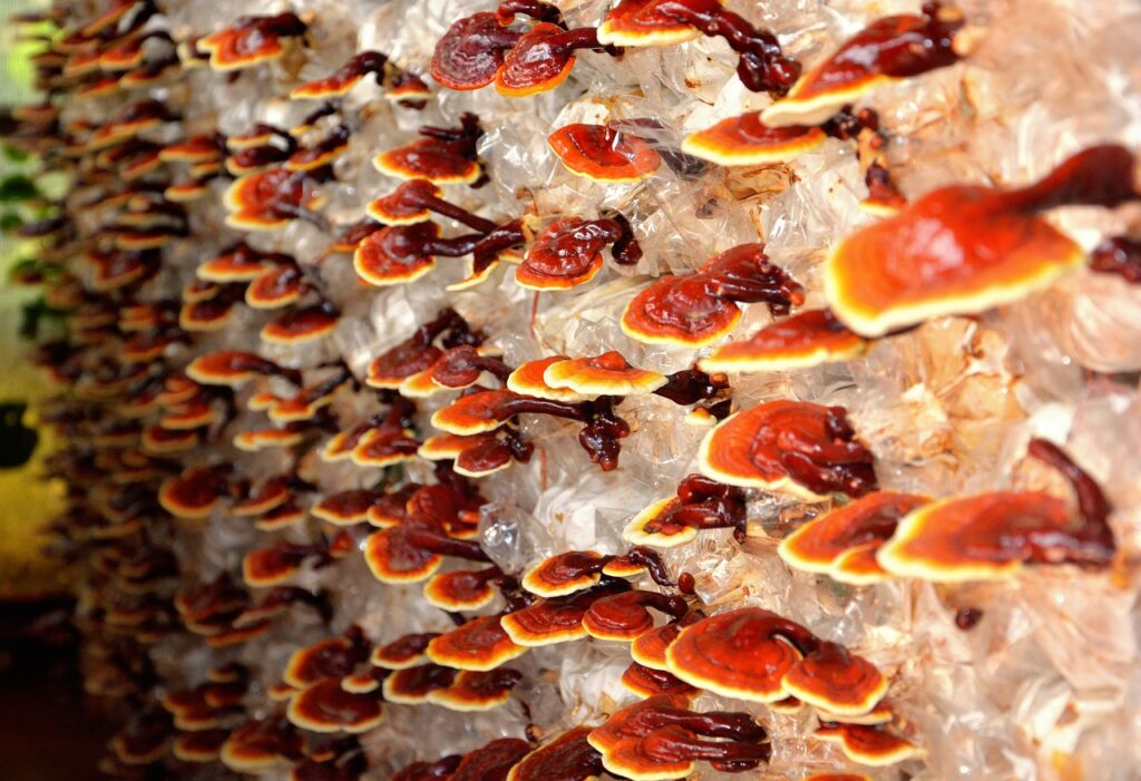 reishi, mushroom, plant